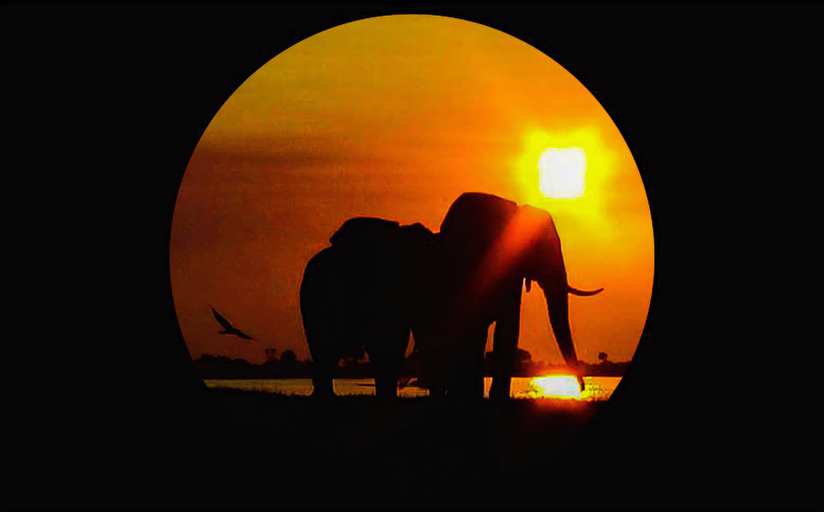 Elephant Trail Guesthouse and Backpackers, Chobe