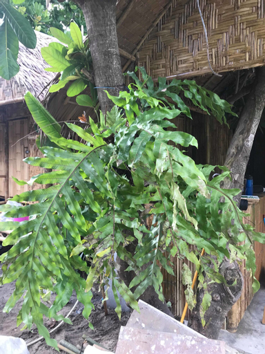 The Bamboo Garden, Muang Satun