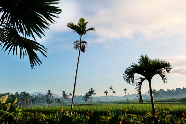 Padi Bali Eco Villas, Gianyar