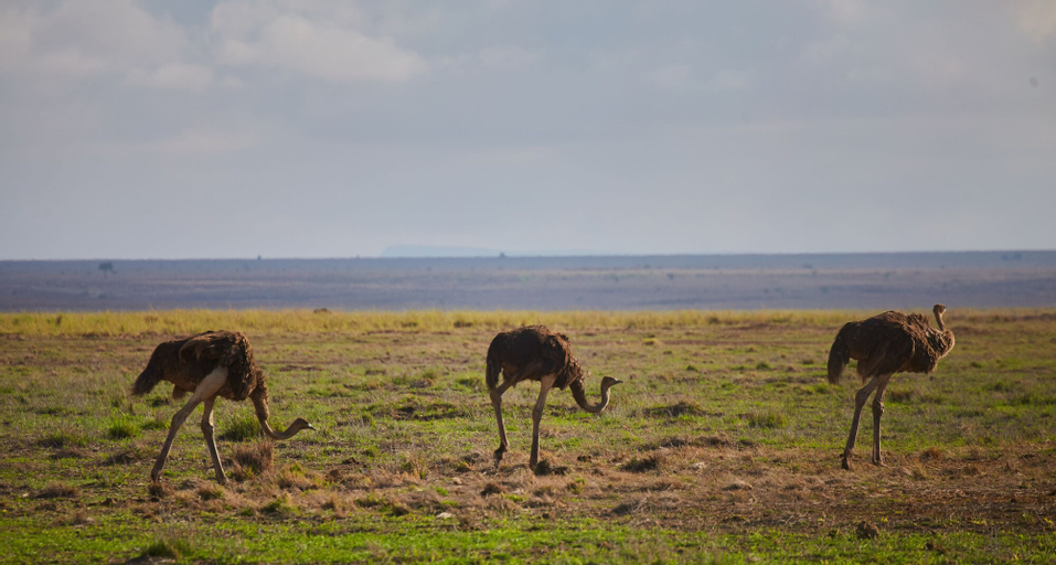 H12 Elephant Gorge Camp, Kajiado South