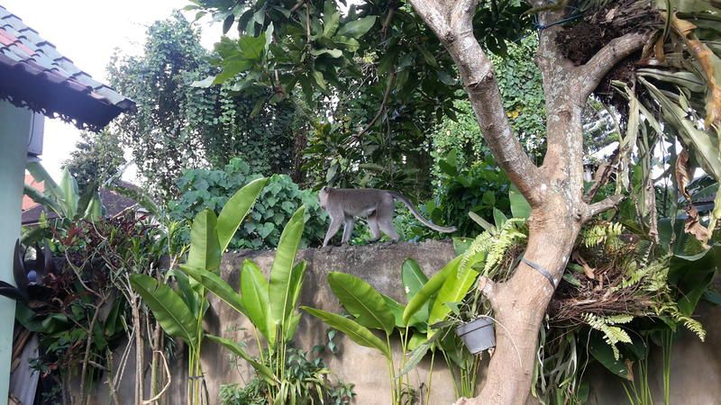 Downtown Monkey Forest, Gianyar