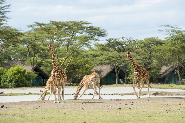 Sweetwaters Serena Camp, Laikipia North