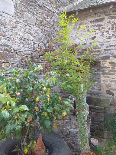 Others 4, La Petite Houssaye, Manche