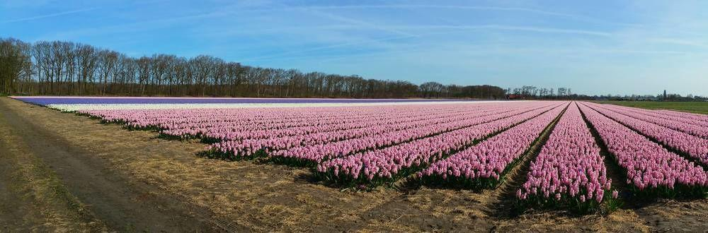 Exterior & Views 1, Hotel de Duif Lisse - Keukenhof, Lisse
