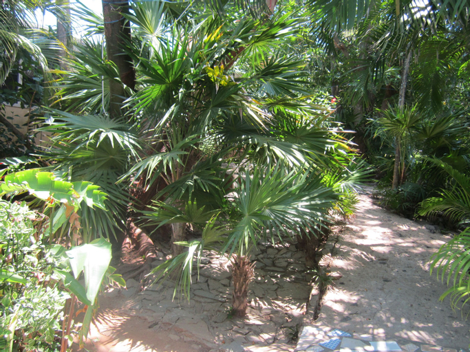 Coconut Tree West End, Roatán