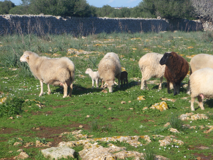 Others 5, Matchani Gran, Baleares