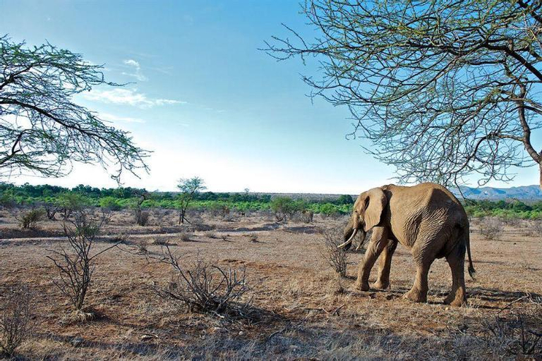 Samburu Intrepids Camp, Isiolo North
