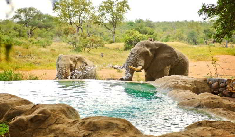 Sport & Beauty 2, Motswari Private Game Reserve by Newmark, Ehlanzeni