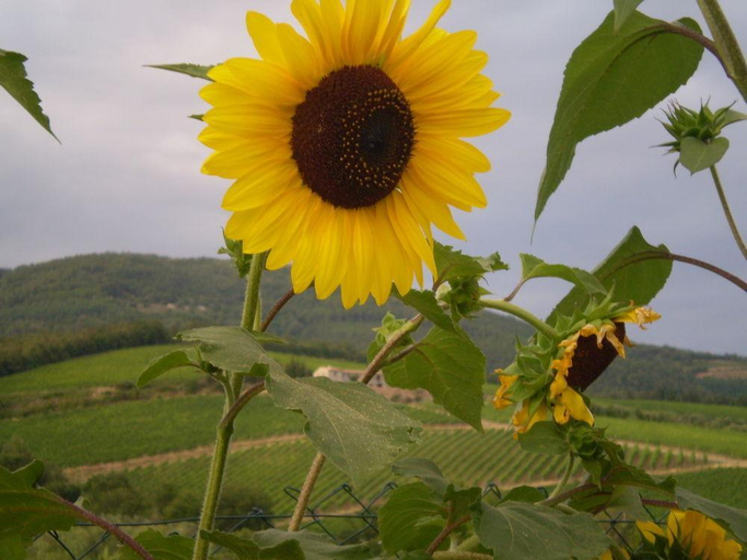 Exterior & Views 2, Nido Del Merlo, Pistoia