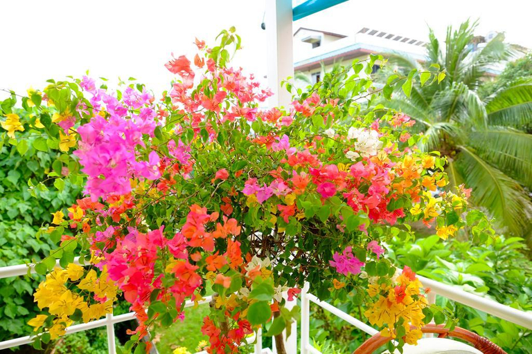 Exterior & Views 4, Adonis Guest House, Phuket Island