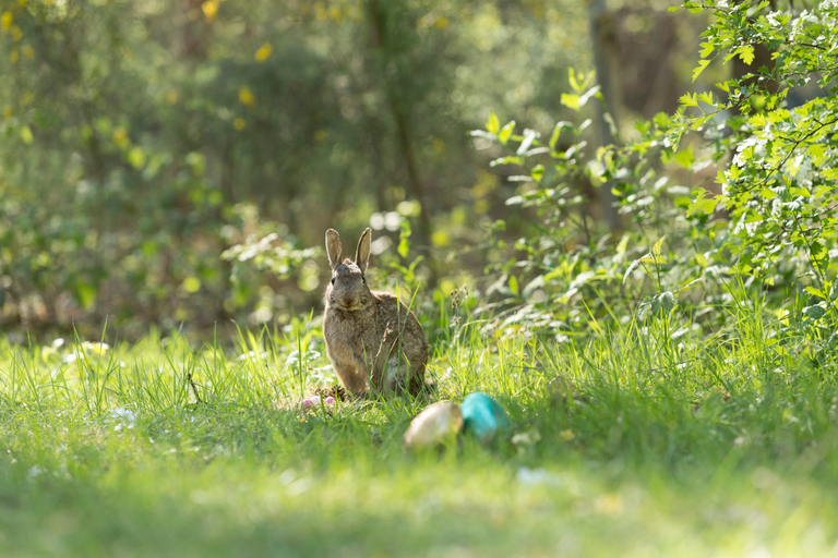 Public Area 4, CENTER PARCS - LES HAUTS DE BRUYERES, Loir-et-Cher