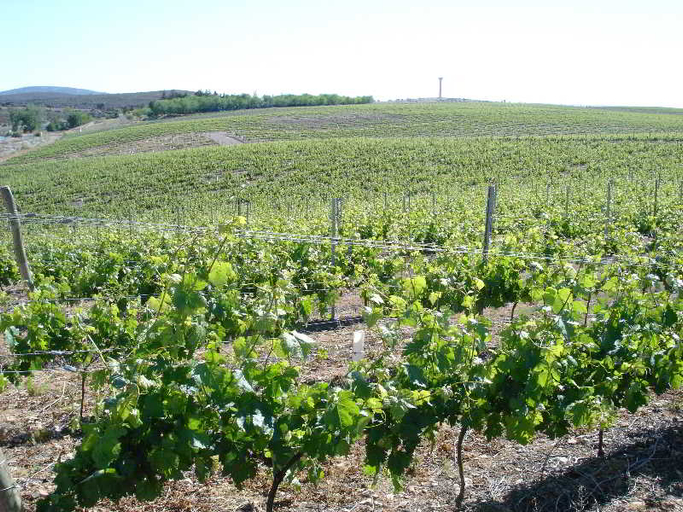 Others 5, Pago del Vicario, Ciudad Real