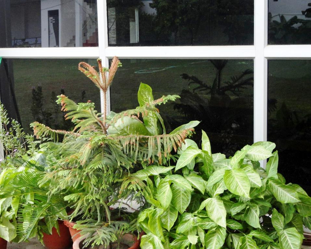 Exterior & Views 2, Hotel Mangalam Palace, Lucknow