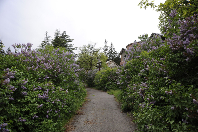 Borjomi Likani, Borjomi