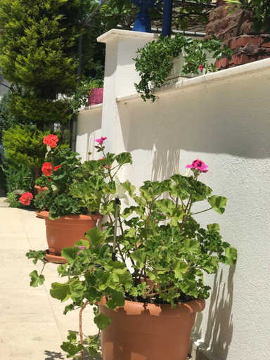 Exterior & Views 2, Rota Hotel Dalyan, Ortaca