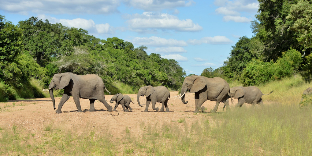 Imbali Safari Lodge, Ehlanzeni