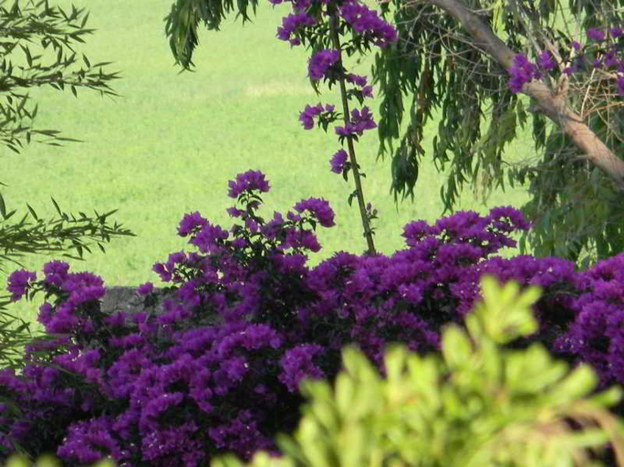 Exterior & Views 2, Is Benas Country Lodge, Oristano