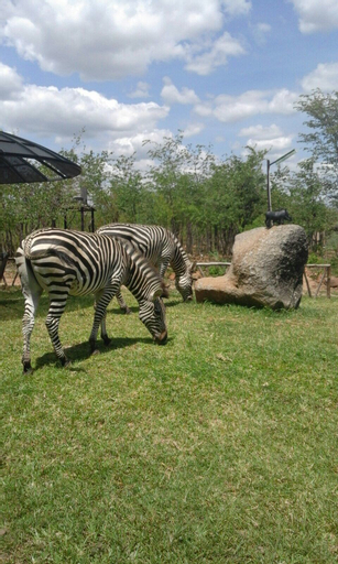 Warthogs Bush Camp, Kariba