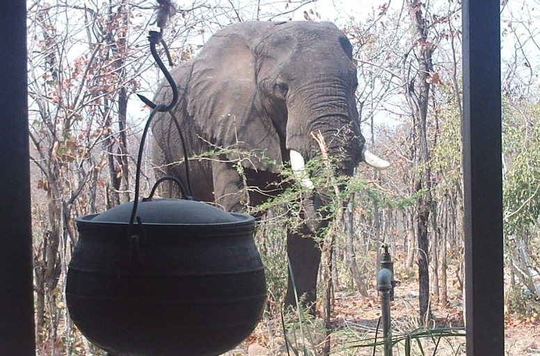 Warthogs Bush Camp, Kariba