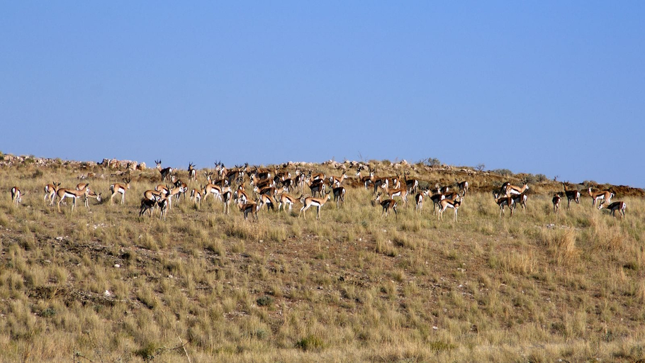 Corona Guest Farm, Windhoek Rural