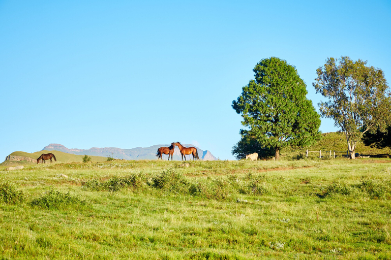 First Group Bushman's Nek, Sisonke