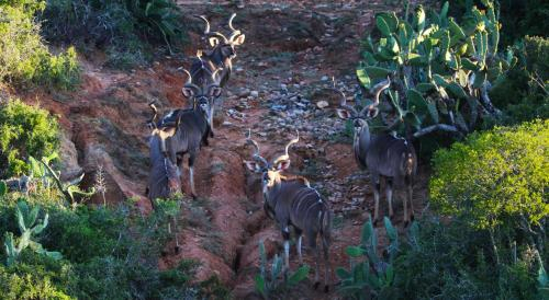 Doornkom Private Game Reserve, Nelson Mandela Bay