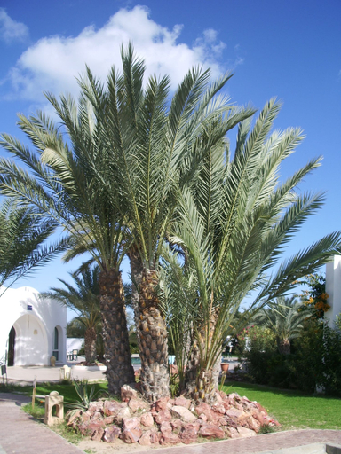 Exterior & Views 2, Menzel Dija, Djerba Midoun