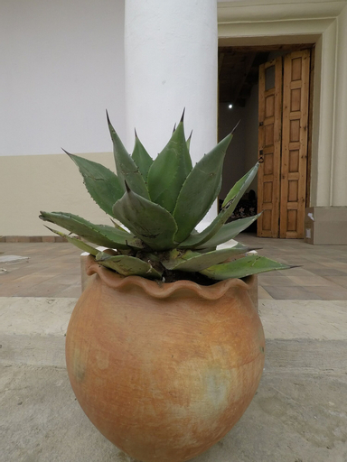 Panda Hostel, San Cristóbal de las Casas