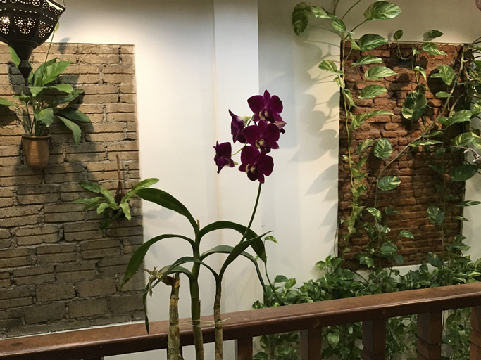 Palm Mansion Boutique Suites, Pulau Penang