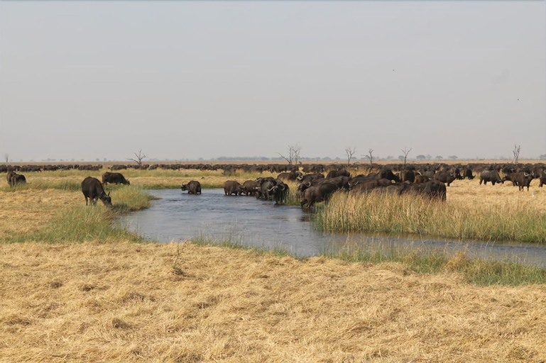Camp Linyanti, Chobe