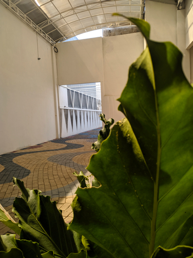 Edelweiss Homestay, Malang