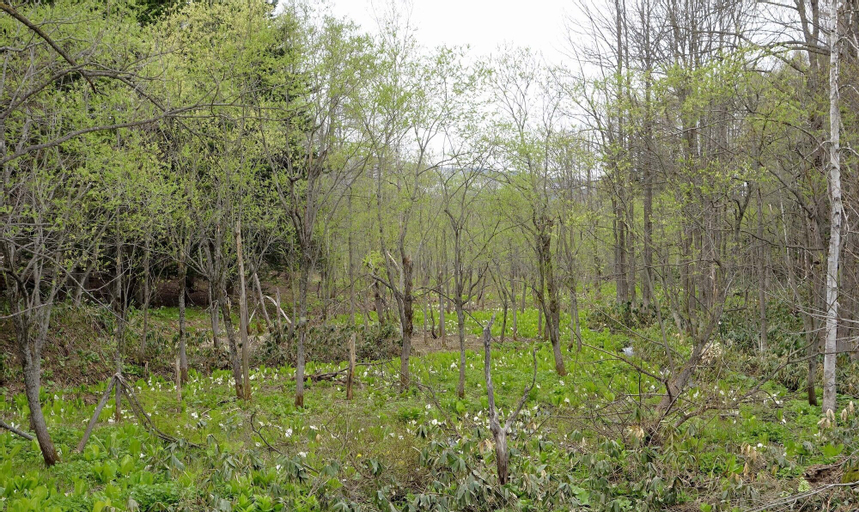 NEST AT THE TREES, NISEKO, Niseko