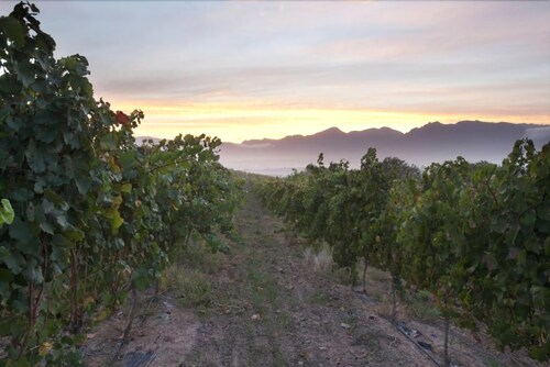 Under Oaks Guesthouse, Cape Winelands