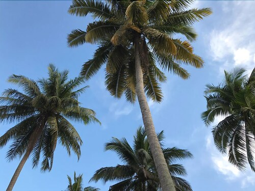 Under Co by View, Pathiu