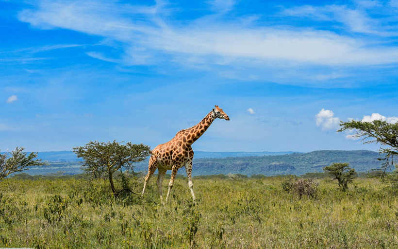 Exterior & Views 3, Lake Nakuru Lodge, Nakuru Town East