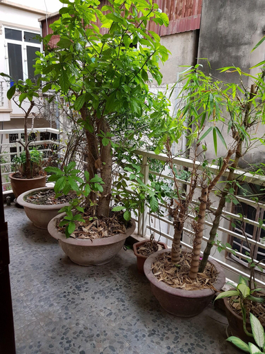 Bedroom 3, Flower Hostel, Hoàn Kiếm