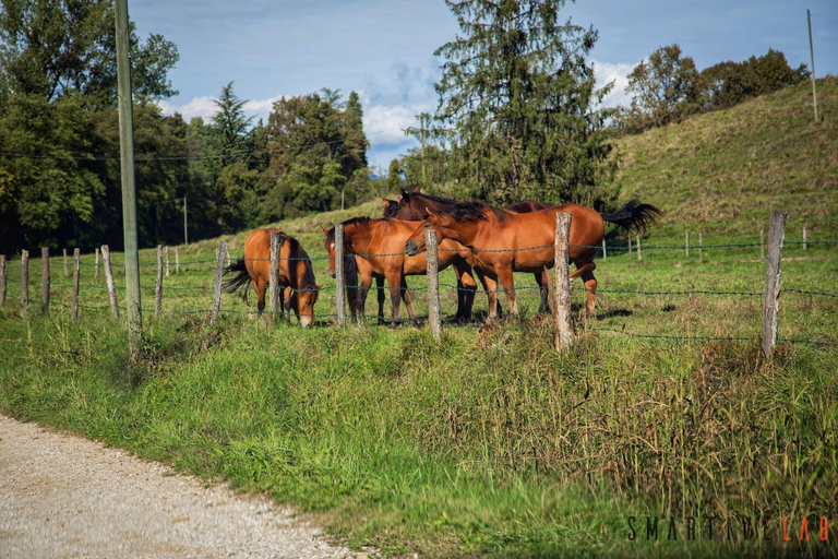 Exterior & Views 2, Agriturismo Borgoluce, Treviso