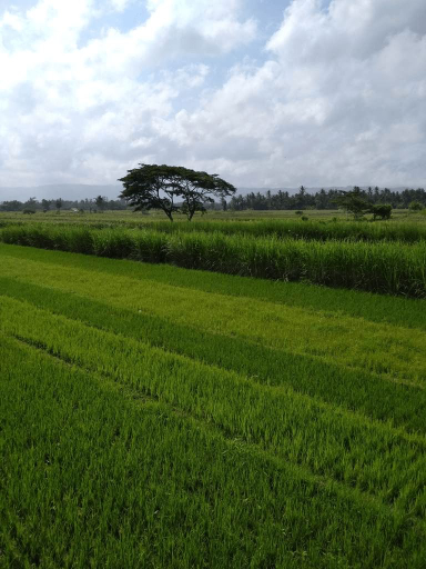 Paddy D Sawah Guest house, Bantul
