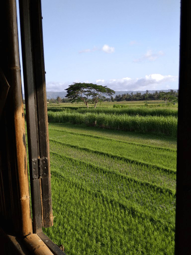Paddy D Sawah Guest house, Bantul