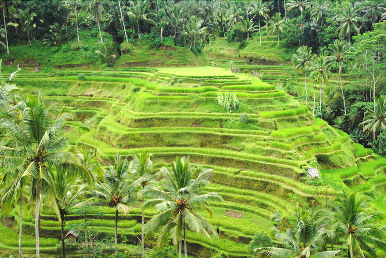 Exterior & Views 2, Ubud Rooms B&B, Gianyar