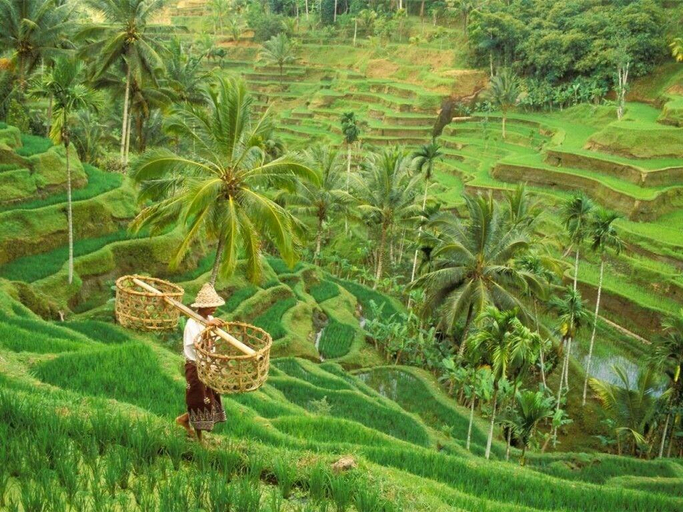 Exterior & Views 2, Ubud Rooms B&B, Gianyar