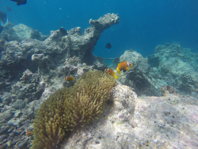 Others 4, Medhufaru Inn, Kaafu Atoll