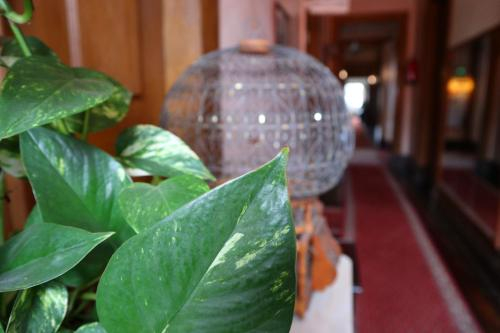 Alegre Hotel, Mealhada