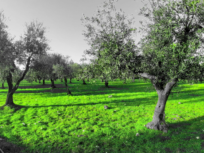 Exterior & Views 2, La Locanda della Castellana, Foggia