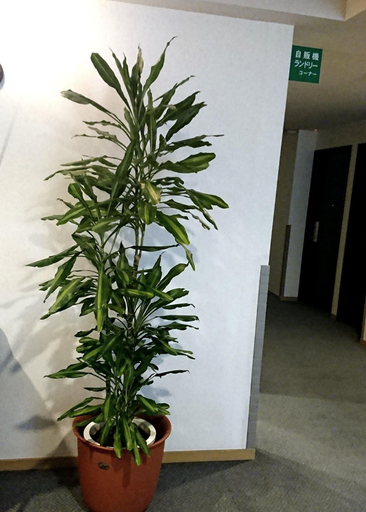Public Area 2, Island Hotel, Nagano