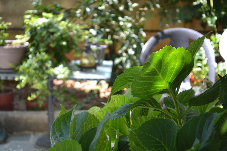 Exterior & Views 2, Veggie Garden Athens B&B, Attica