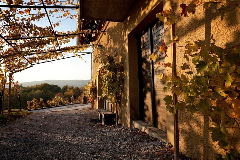 Others 5, Vineyard cottage Brodaric, Metlika