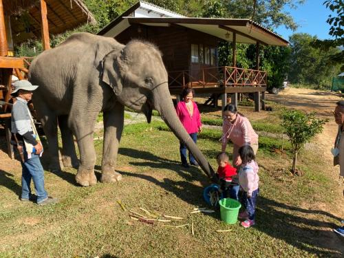 Chiang Mai Elephant Home, Mae Wang
