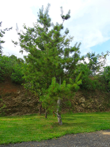 Others 4, Cherub Camp Area, Nantou