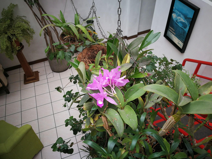 Public Area 2, Hotel Hojarascas, Heredia